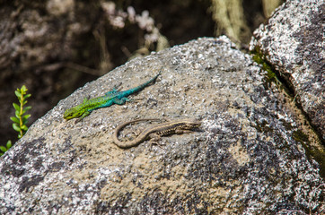 Lizards in National Park Nahuelbuta, South of Chile.