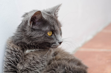 Cute cat resting on the floor. Smoky cat