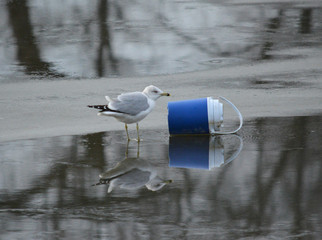 Seagull on frozen river next to little blue cooler