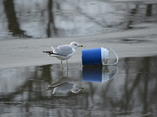 Seagull on frozen river next to little blue cooler © Therese Sheridan