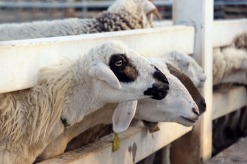 close up of sheep in farm.