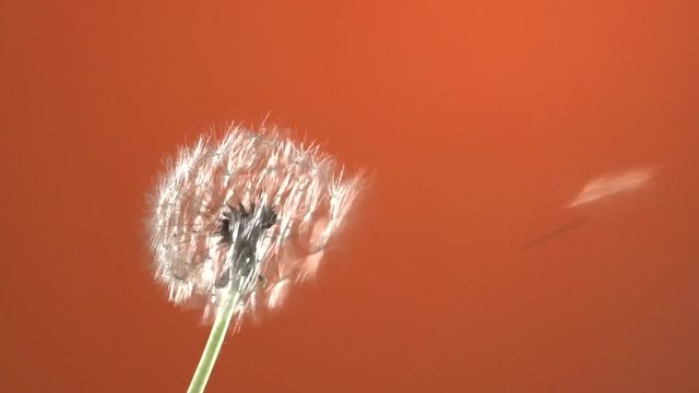 The wind blows away dandelion seeds on terracotta background. Slow motion 240 fps.