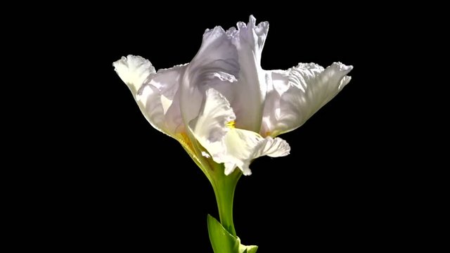 Beautiful white flower blooms.. White iris blossoming time lapse on a black background. Time lapse. High speed camera shot.