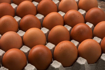 close up of eggs in egg nest. shallow depth of field.