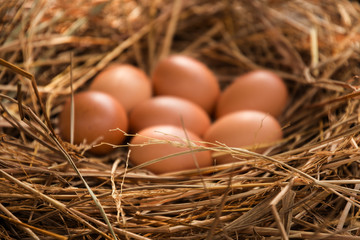close up of eggs in chicken nest. shallow depth of field, blurred focus on egg.