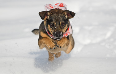 Cute dog jumping on snow