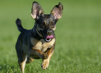 Cute dog running