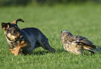 Dog and Owl