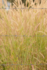 close up background of pampas.