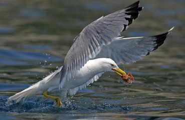 Seagull crab