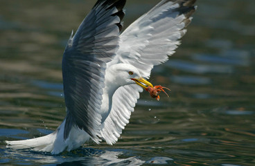 Seagull crab