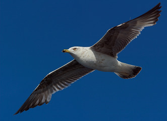 Seagull flying