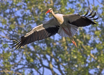 Stork flying
