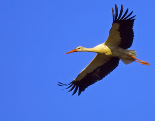 Stork flying