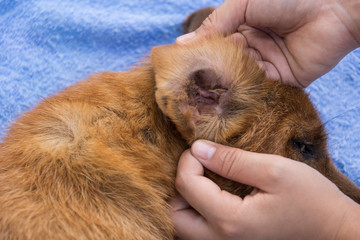 close up hand of veterinarian with the dog having a check up in its ear . copy space for text.