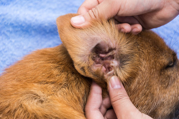 close up hand of veterinarian with the dog having a check up in its ear . copy space for text.