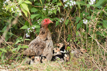 family chicken in nature.