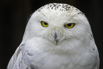 White owl