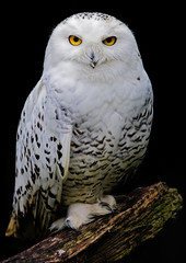 White owl