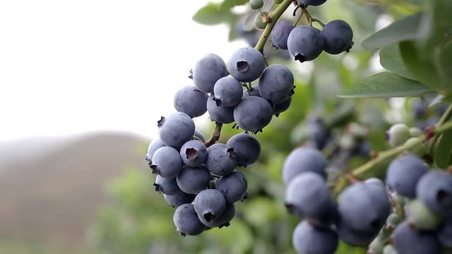 2 blueberries bunches on the vine close up 