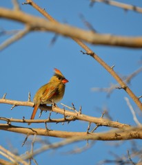 Female Cardinal