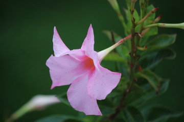 Pink flower