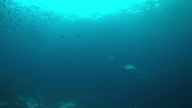 Giant Trevallies and a school of fusiliers on a coral reef. 4k footage