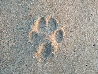 Paw in the sand
