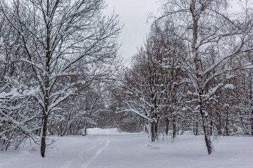 Fototapeta na wymiar Winter Landscape with snow covered trees in South Park in city of Sofia, Bulgaria