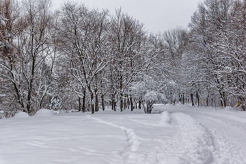 Winter Landscape with snow covered trees in South Park in city of Sofia, Bulgaria