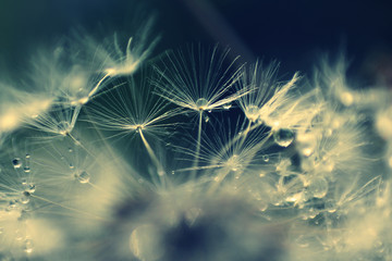 Fluffy dandelion with dew
