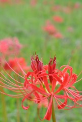 彼岸花の咲く頃