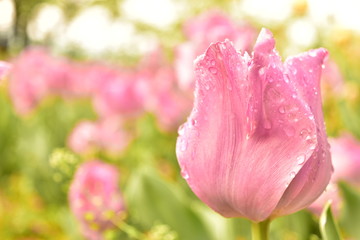 チューリップ