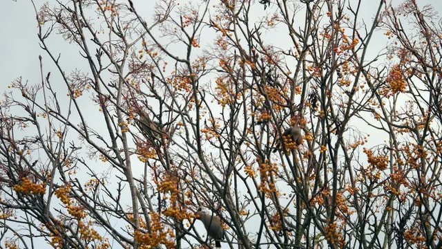 Waxwings Feeding on a Rohan Mountain Ash Tree