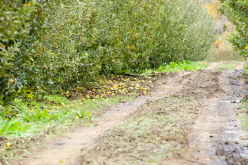 Apple orchard. Rows of trees and the fruit of the ground under the trees