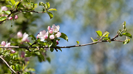 Bough of Spring Buds