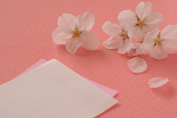桜の花　白紙　桃色背景