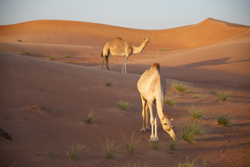 Camels in the desert © Ferenc