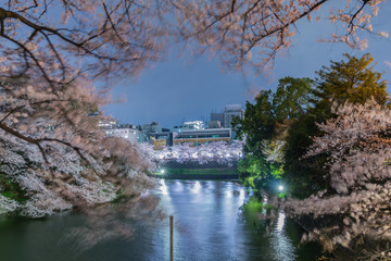 Fototapeta premium Cherry blossoms in Tokyo, Japan