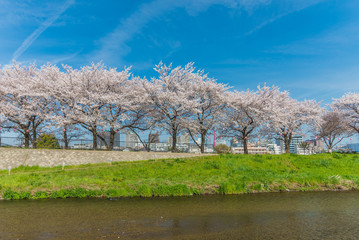 Fototapeta na wymiar Pink Cherry Blossoms