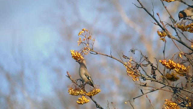 Waxwings Feeding on a Rohan Mountain Ash Tree