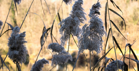 Phragmites next to the River