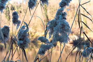 Phragmites next to the River