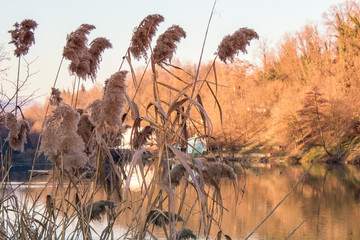 Golden Phragmites next to the River