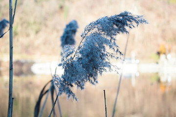 Blue Phragmites next to a River during Winter Daytime 