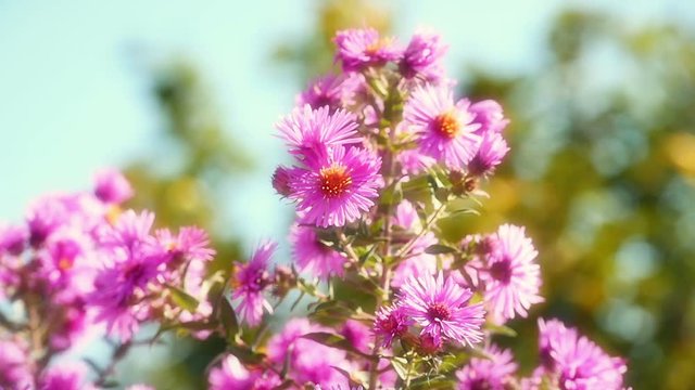 flowers in garden slow motion