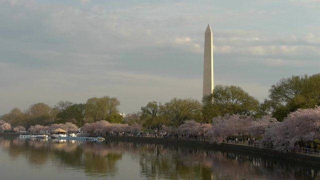 Panoramic view of Washington Monument in Washington DC from across Tidal Basin of Potomac River in cherry blossom spring time