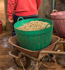 fermented beans in the basket