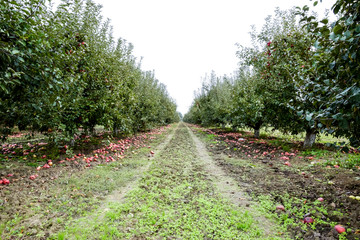 Fototapeta na wymiar Apple orchard. Rows of trees and the fruit of the ground under the trees