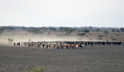 Fototapeta na wymiar Outback Cattle drive in South Australia.